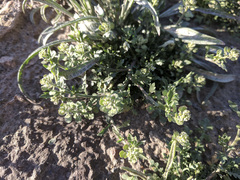 Lepidium lasiocarpum