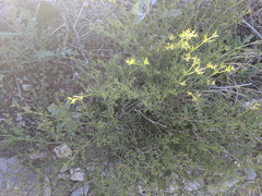 Fagonia pachyacantha