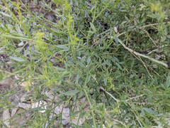 Fagonia pachyacantha