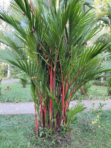 Foto de Palmeira-ráfia