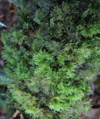 Camptochaete arbuscula