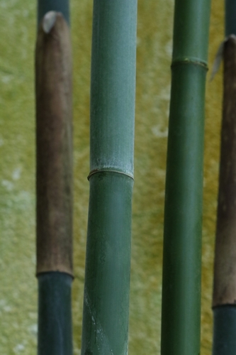 Dendrocalamus pulverulentus