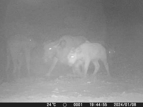 Sudanese Buffalo