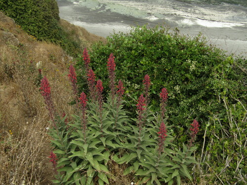 Devil's tobacco (Lobelia tupa)