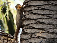 Sciurus niger