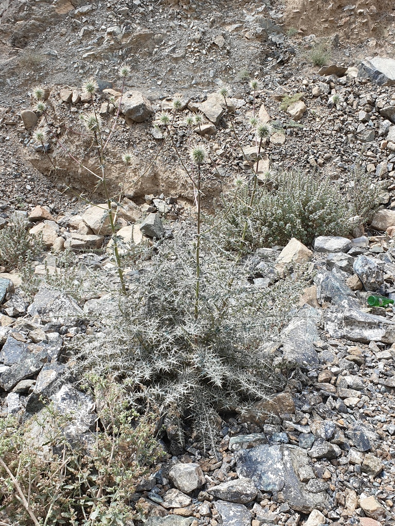 Echinops erinaceus
