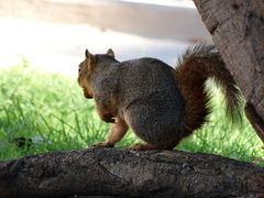 Sciurus niger