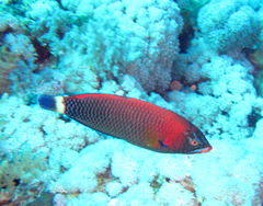 Pseudodax moluccanus