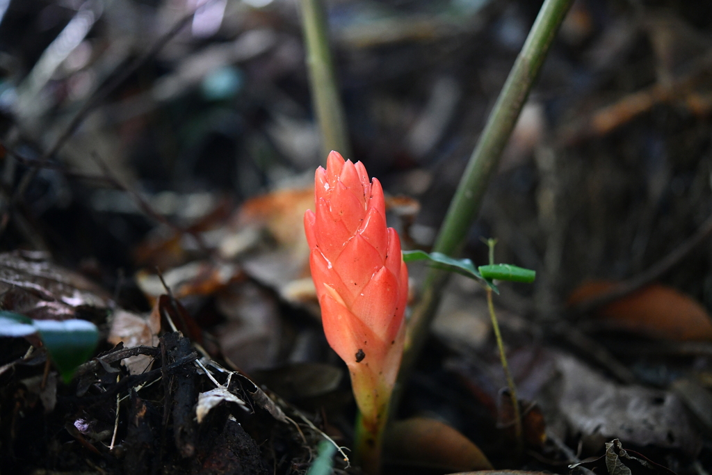 Zingiber neotruncatum (Zingiber neotruncatum)