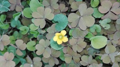 Oxalis corniculata