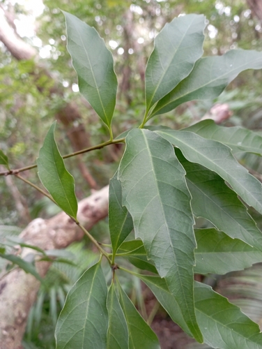 Image of Quercus longinux by (c) jimmy, some rights reserved (CC BY)