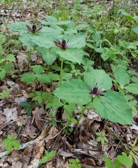Trillium stamineum