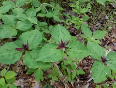 Trillium stamineum