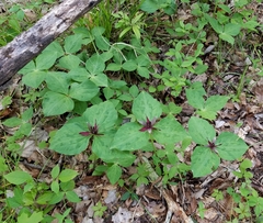 Trillium stamineum
