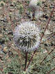 Echinops erinaceus