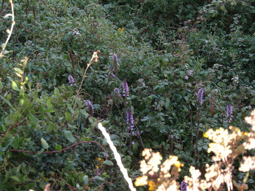 Francoa appendiculata (Francoa appendiculata)