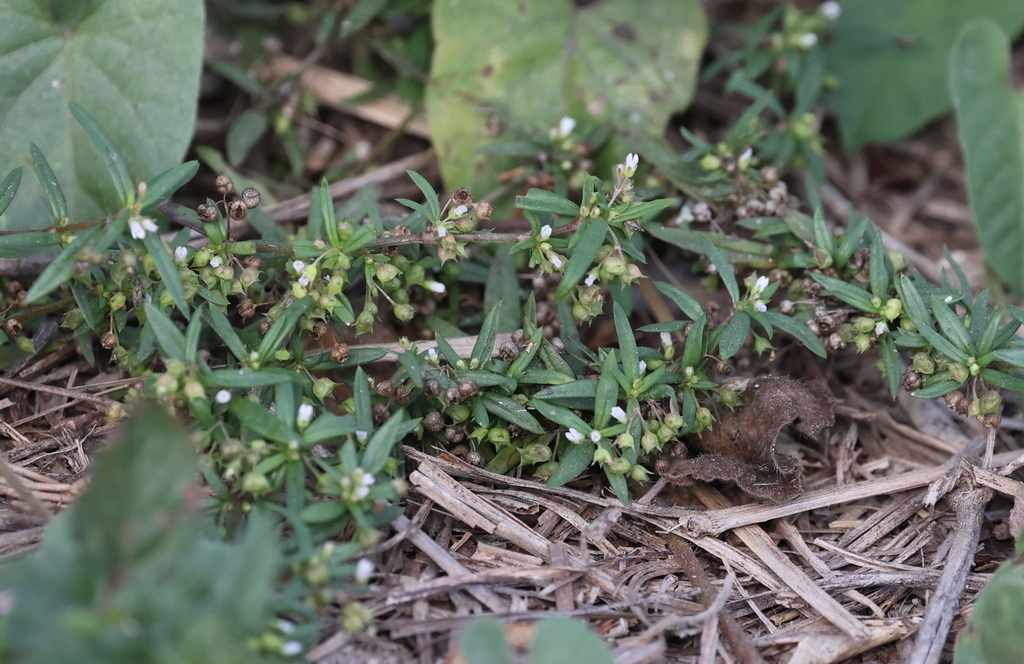 Old World Diamond Flower from Yulin, Taiwan, Taiwan on January 21, 2024