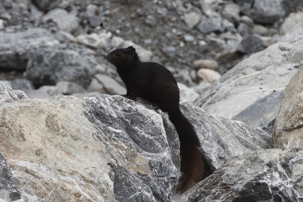 Black Rock Squirrel