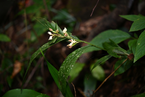 Tropidia nipponica iNat (3)