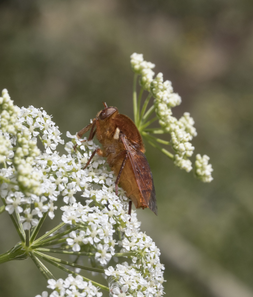 Pelecorhynchus vulpes