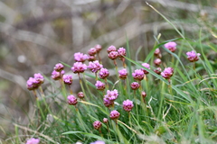Armeria maritima maritima
