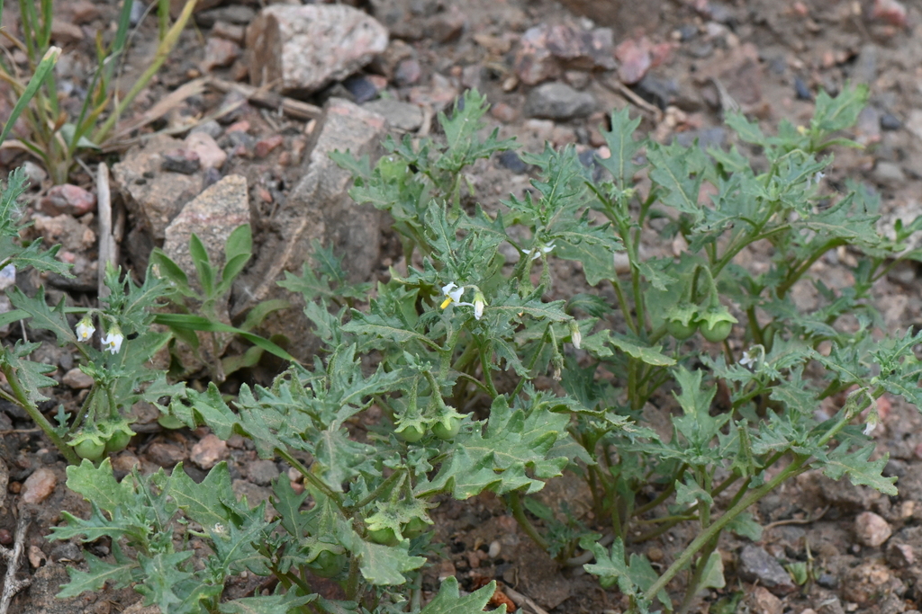 Cutleaf Nightshade from Jefferson County, CO, USA on June 13, 2021 at ...