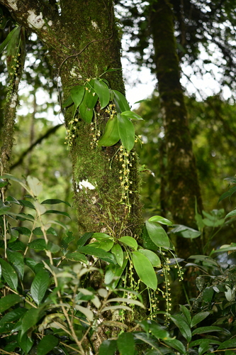 Yingjiangensis Orchid