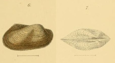 Representative image of Asperarca