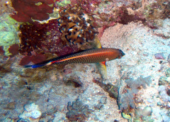 Pseudodax moluccanus