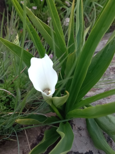 Foto de Lírio de Calla