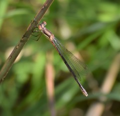 Lestes australis