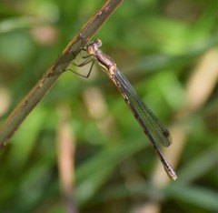 Lestes australis