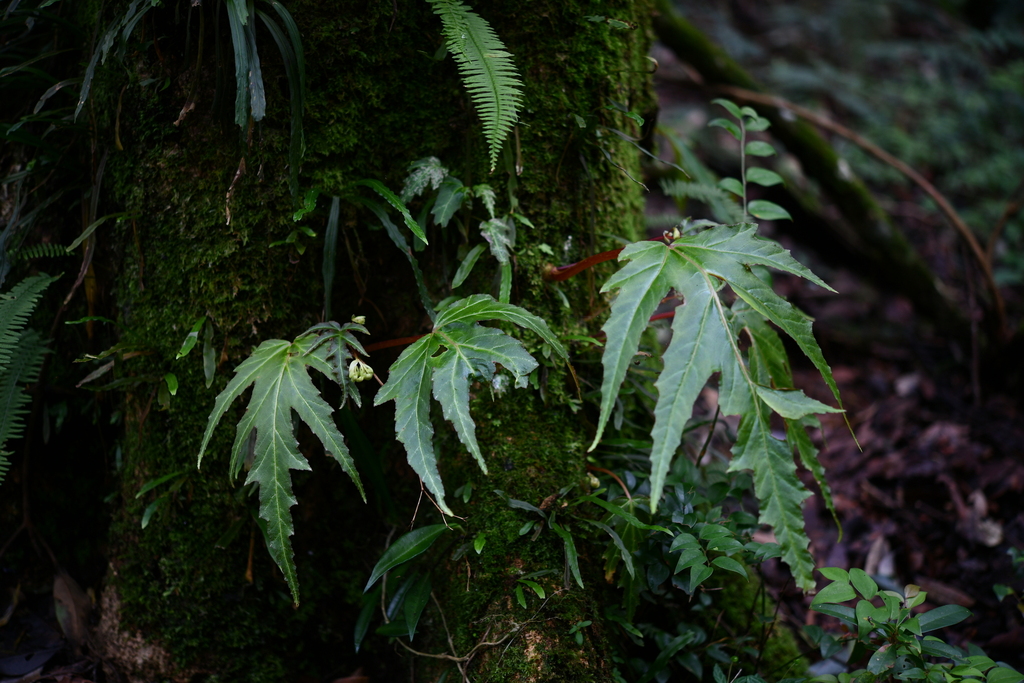 Begonia garrettii