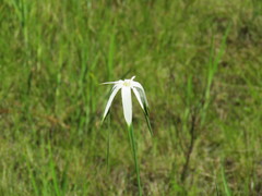 Rhynchospora latifolia