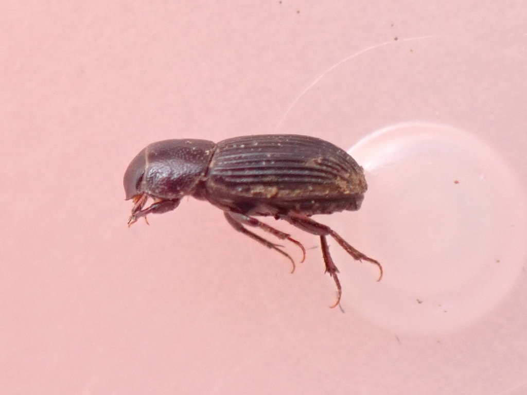 Ataenius brevicollis