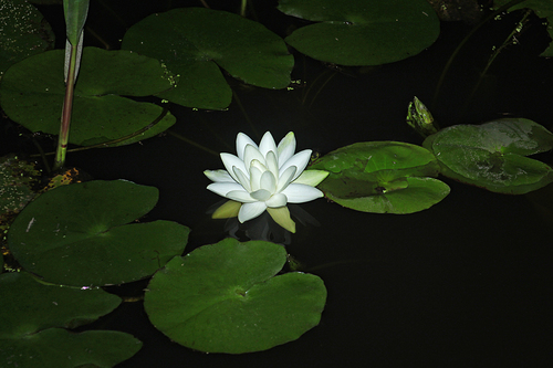 Medium