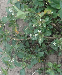 Solanum retroflexum