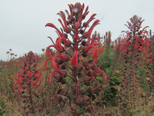 Devil's tobacco (Lobelia tupa)