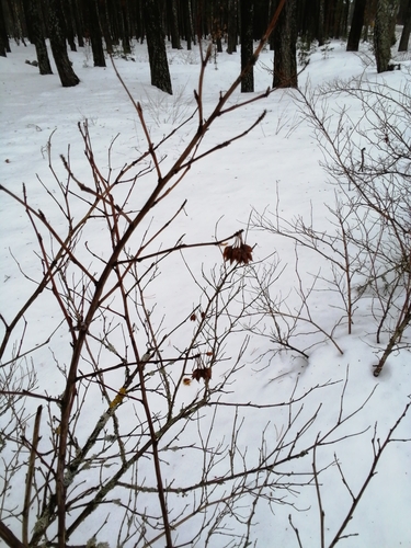 common ninebark