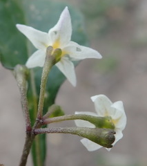 Solanum retroflexum