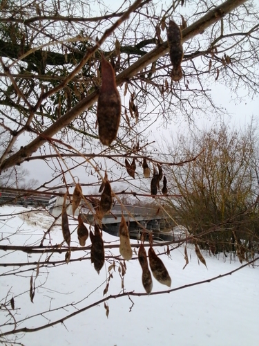 black locust