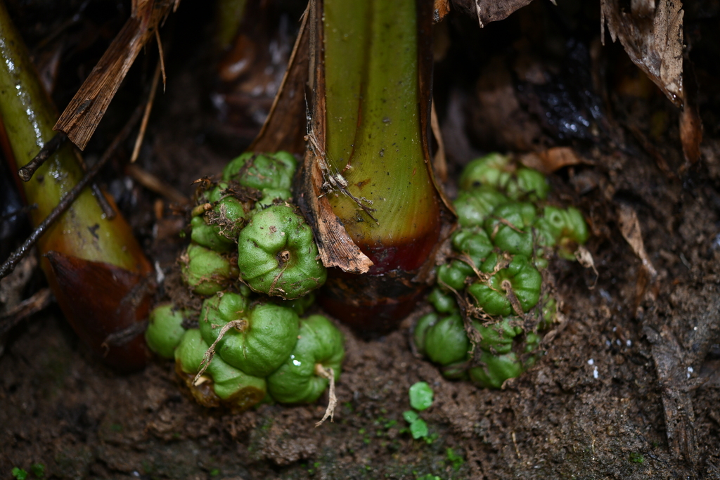 Amomum sericeum (Amomum sericeum)