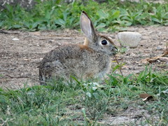 Sylvilagus audubonii