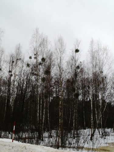 European Mistletoe