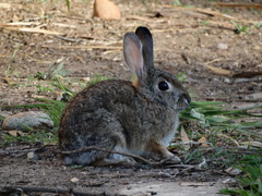 Sylvilagus audubonii