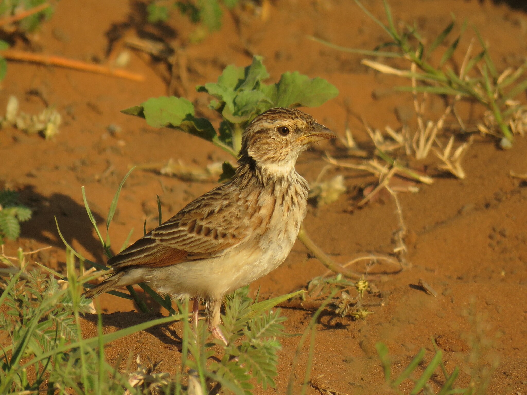 Monotonous Lark (Mirafra passerina), photo 8