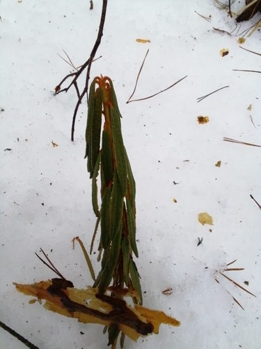 marsh Labrador tea