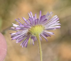Erigeron lobatus