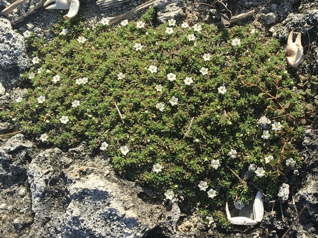 Euploca humifusa