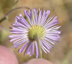 Erigeron lobatus